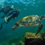 O Mergulho em Floripa na Ilha do Arvoredo é de batismo e com cilindro, com saídas partindo da praia de Jurerê.