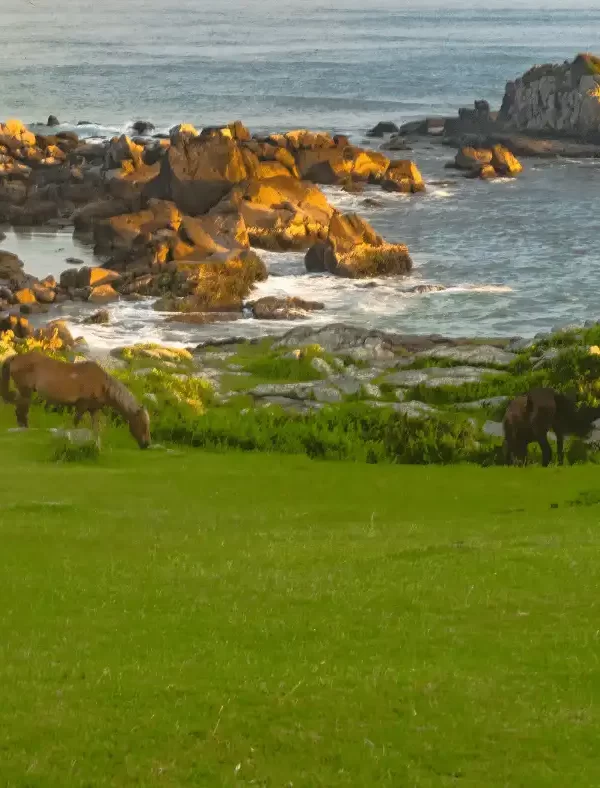 Nesse City Tour irá visitar o sul da ilha de Florianópolis, irá apreciar uma natureza ainda intocada. Além das lindas paisagens é possível vivenciar o aspecto rústico da vida dos pescadores e aproveitar as praias que ainda transmitem tranquilidade.