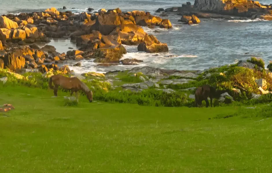 Nesse City Tour irá visitar o sul da ilha de Florianópolis, irá apreciar uma natureza ainda intocada. Além das lindas paisagens é possível vivenciar o aspecto rústico da vida dos pescadores e aproveitar as praias que ainda transmitem tranquilidade.