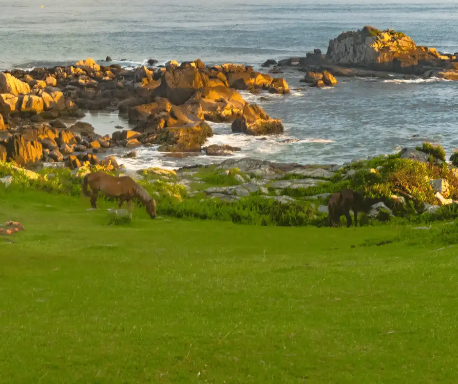 Nesse City Tour irá visitar o sul da ilha de Florianópolis, irá apreciar uma natureza ainda intocada. Além das lindas paisagens é possível vivenciar o aspecto rústico da vida dos pescadores e aproveitar as praias que ainda transmitem tranquilidade.