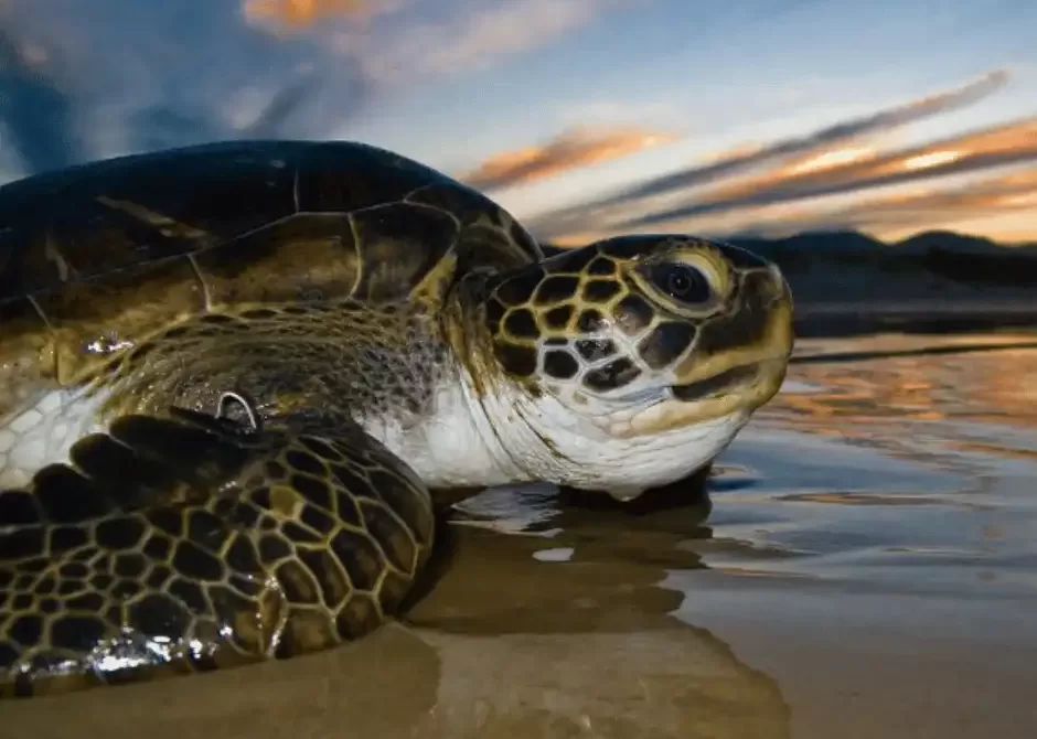 Projeto Tamar Florianópolis
