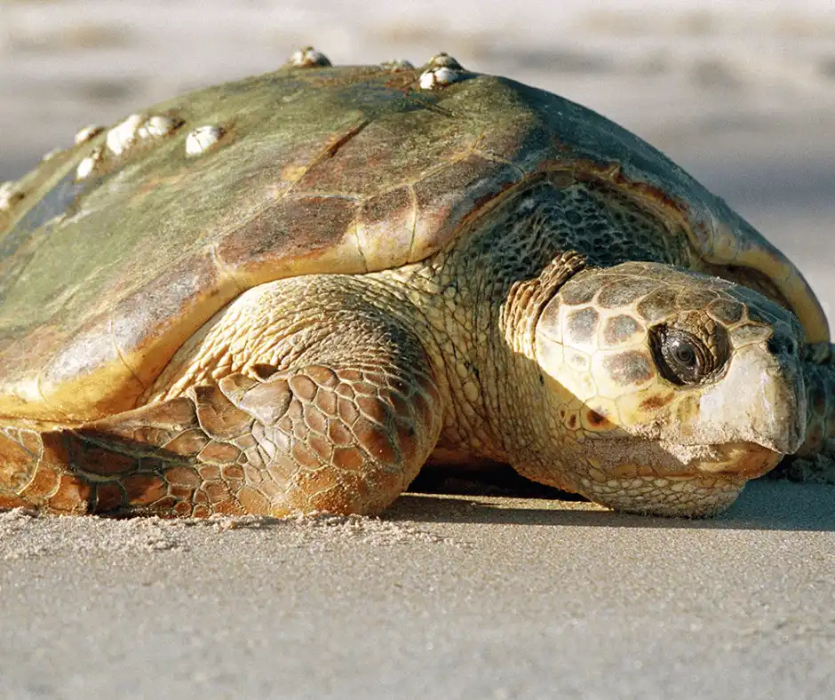 tartaruga-cabeçuda (Caretta caretta)