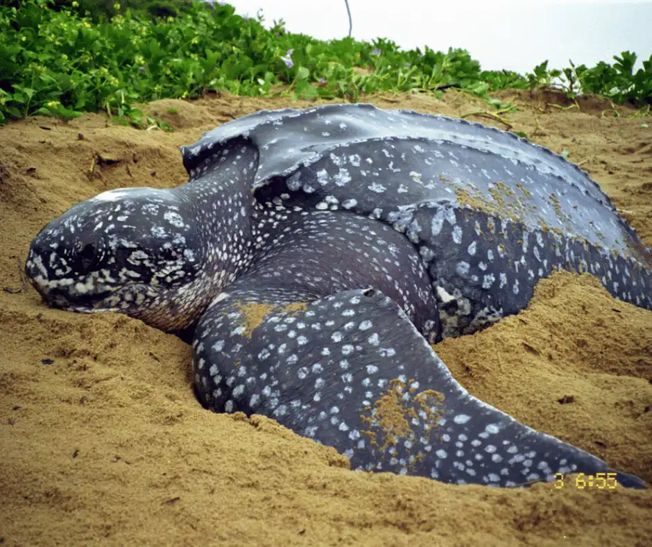 tartaruga-de-couro (Dermochelys coriacea)