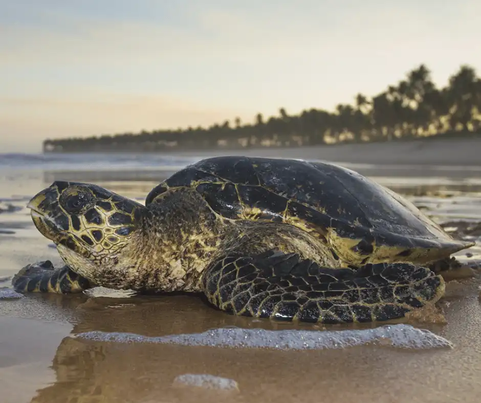 tartaruga-de-pente (Eretmochelys imbricata)