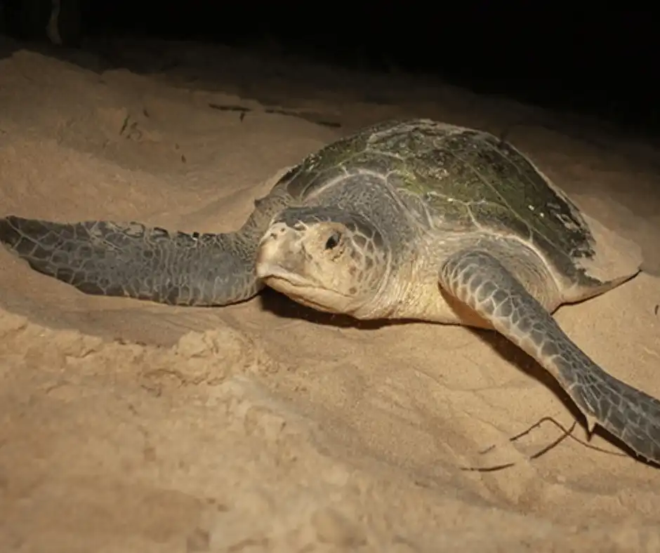 tartaruga-oliva (Lepidochelys olivacea)