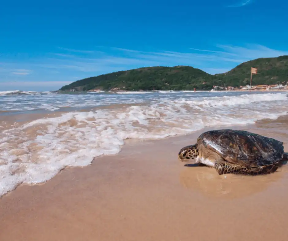 Tartaruga Projeto Tamar em Florianópolis