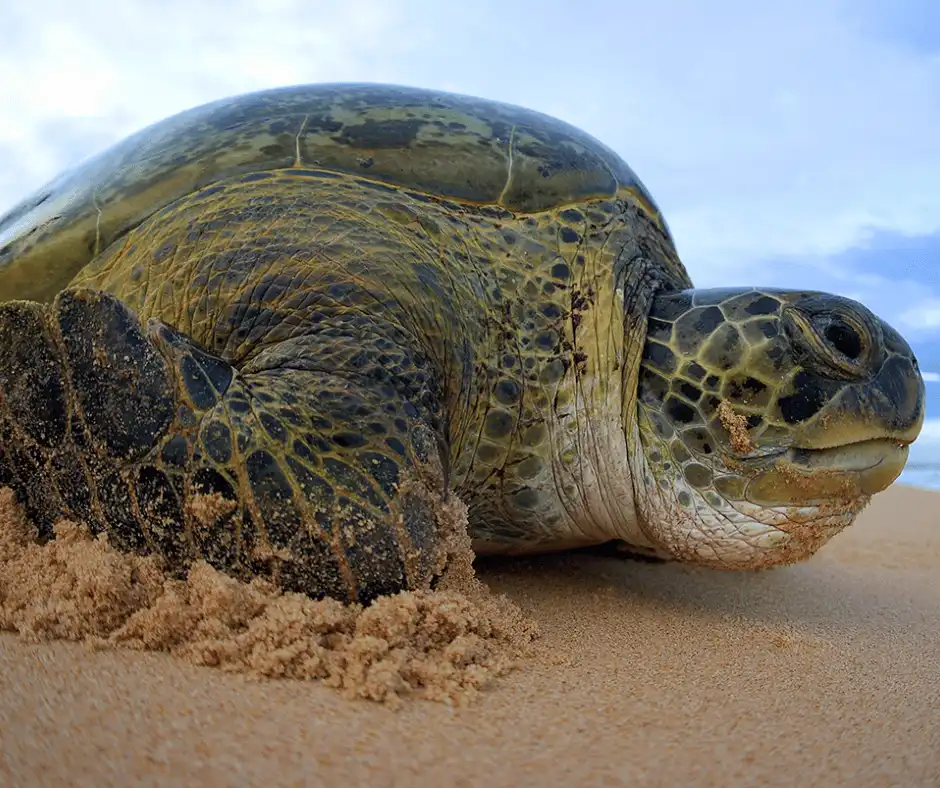 tartaruga-verde (Chelonia mydas)